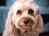 Mükemmel Kalite Cavapoo Yavrular