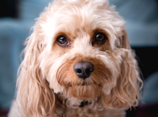 Mükemmel Kalite Cavapoo Yavrular