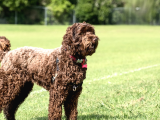 Muhteşem Güzellikte Labradoodle