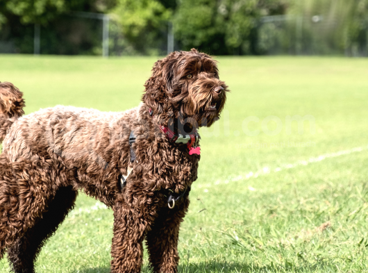 Muhteşem Güzellikte Labradoodle görsel