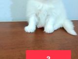 Yavru Kedi Sahiplendirme