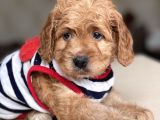 Show Kalite Maltipoo Yavrular