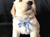 Aşılı,karneli Ev Doğumlu Golden Retriever Bebişler