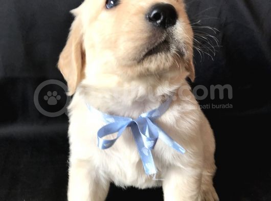 Aşılı,Karneli Ev Doğumlu Golden Retriever Bebişler