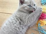 2 Aylık Yavrularımız British Shorthair