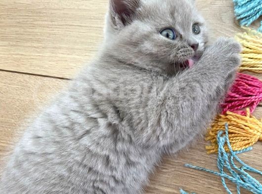 2 Aylık Yavrularımız British Shorthair görsel