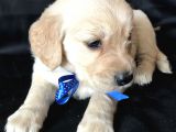 Aşılı,Karneli Ev Doğumlu Golden Retriever Bebişler