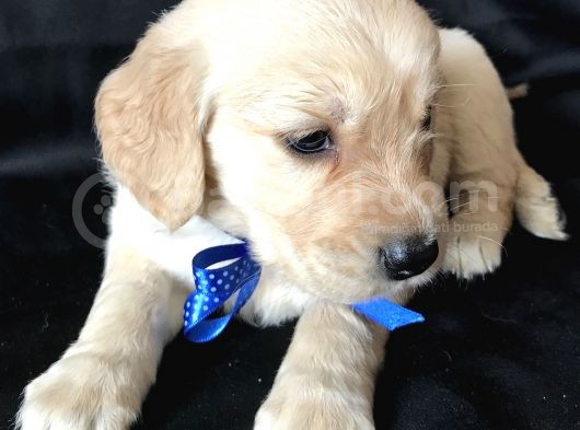 Aşılı,Karneli Ev Doğumlu Golden Retriever Bebişler görsel