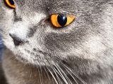 1 Bucuk Yasinda British Shorthair