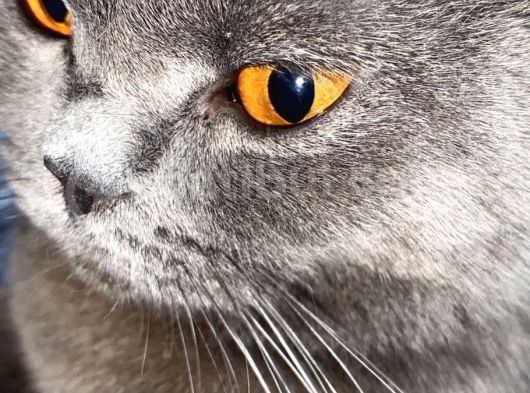 1 Bucuk Yasinda British Shorthair görsel