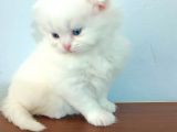 Yavru Kedi Sahiplendirme