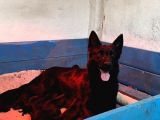 Secereli̇ Si̇yah Alman Çoban Köpeği̇ Yavrularimiz