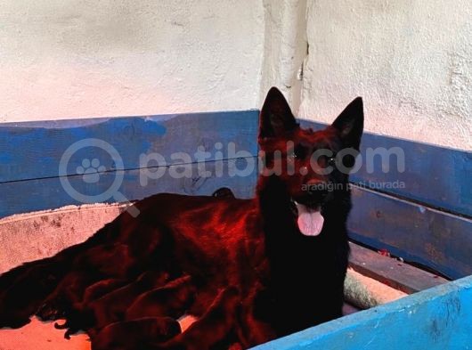Secereli̇ Si̇yah Alman Çoban Köpeği̇ Yavrularimiz