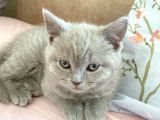 British Shorthair Dişi 2,5 Aylık