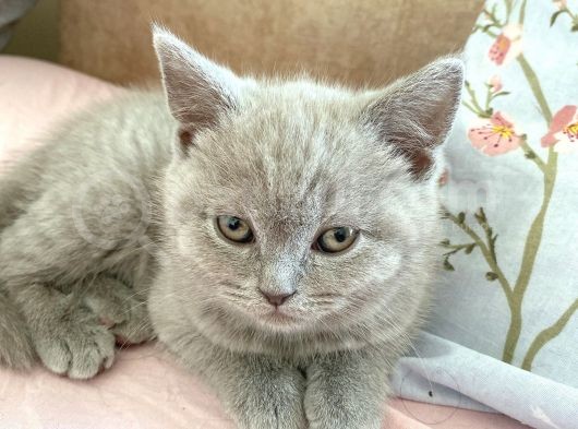 British Shorthair Dişi 2,5 Aylık görsel