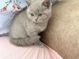 British Shorthair Dişi 2,5 Aylık
