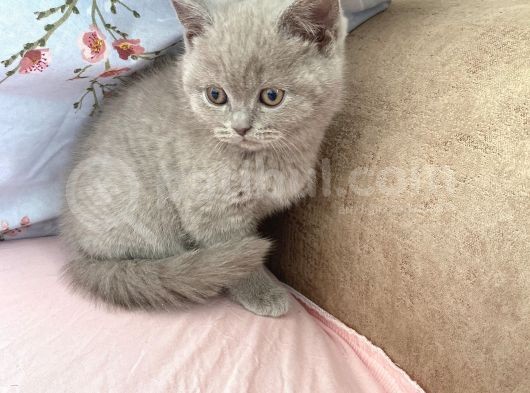 British Shorthair Dişi 2,5 Aylık
