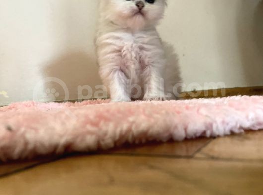 Longhairkingdom görsel