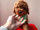 Safkan Toy Poodle