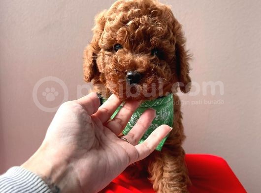 Safkan Toy Poodle görsel