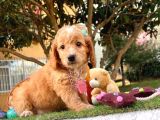 Orji̇nal Malti̇po Yavru