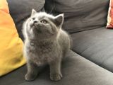 2 Aylık Yavrularımız British Shorthair