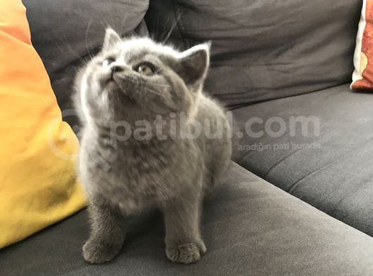2 Aylık Yavrularımız British Shorthair görsel