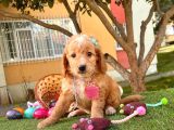 Orji̇nal Malti̇po Yavru