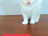 Yavru Kedi Sahiplendirme