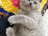 2 Aylık Yavrularımız British Shorthair