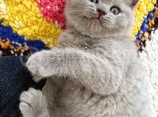 2 Aylık Yavrularımız British Shorthair