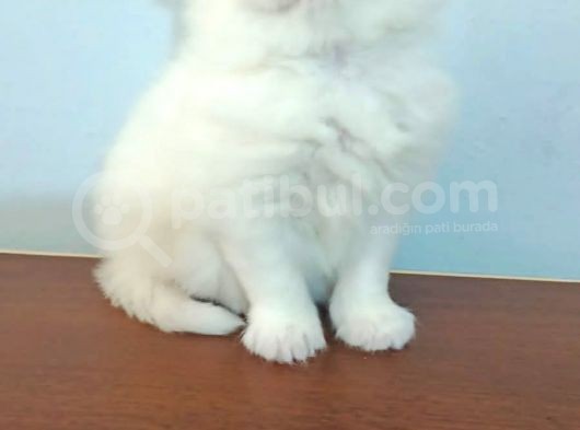 Yavru Kedi Sahiplendirme görsel