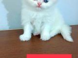 Yavru Kedi Sahiplendirme