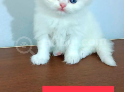 Yavru Kedi Sahiplendirme görsel