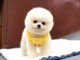 Pomeranian Boo Teddy Face Erkek Yavrumuz