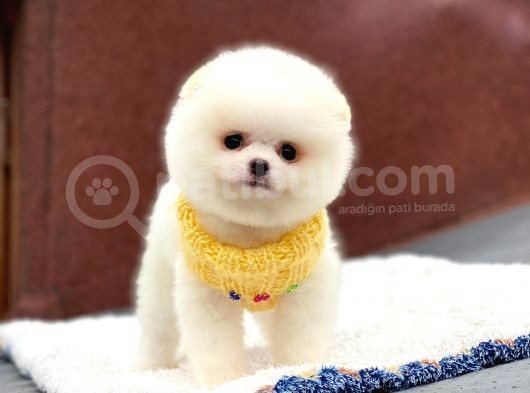Pomeranian Boo Teddy Face Erkek Yavrumuz görsel