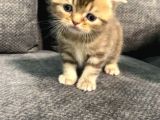 1 Aylık Erkek Scottish Fold