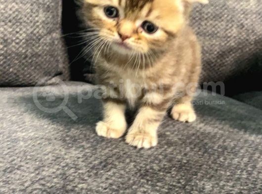 1 Aylık Erkek Scottish Fold