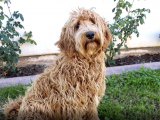 Muhteşem Güzellikte Labradoodle