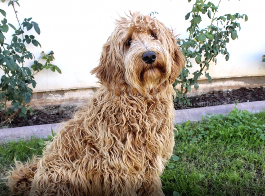 Muhteşem Güzellikte Labradoodle