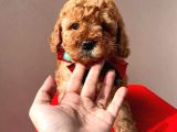Orjinal Toy Poodle