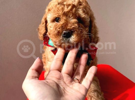 Orjinal Toy Poodle görsel