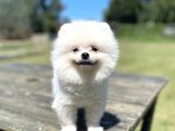 Show Kalite Pomeranian Yavrular