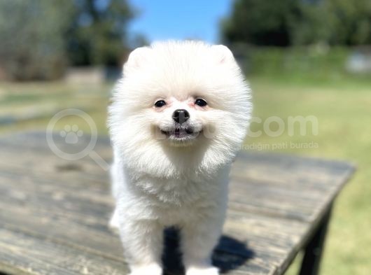 Show Kalite Pomeranian Yavrular