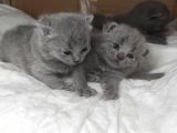 Safkan Bri̇ti̇sh Shorthai̇r Yavrularimiz