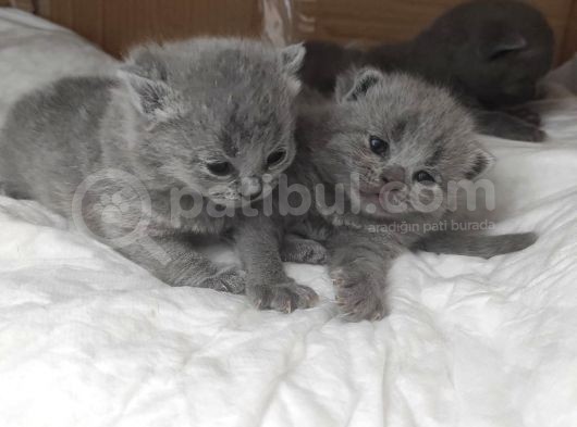 Safkan Bri̇ti̇sh Shorthai̇r Yavrularimiz görsel