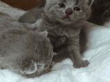 Safkan Bri̇ti̇sh Shorthai̇r Yavrularimiz