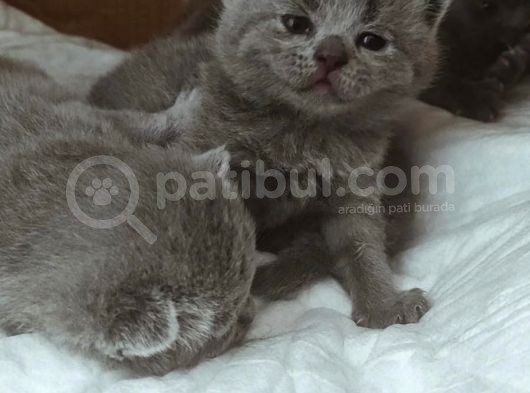 Safkan Bri̇ti̇sh Shorthai̇r Yavrularimiz görsel