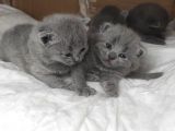 Safkan Bri̇ti̇sh Shorthai̇r Yavrularimiz