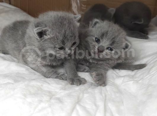 Safkan Bri̇ti̇sh Shorthai̇r Yavrularimiz görsel